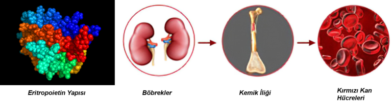 EPO: Eritropoietin Nedir? Tanımı, Etkileri, Riskleri