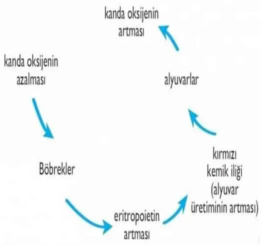 EPO Hormonunun Salınımı ve Geribildirim Döngüsü