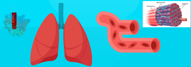 Maksimum Oksijen Tüketimi: Biraz daha anlamak için