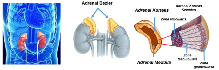 Adrenal Hormonu: Tetiklenmesi, Salınımı ve Engellenmesi