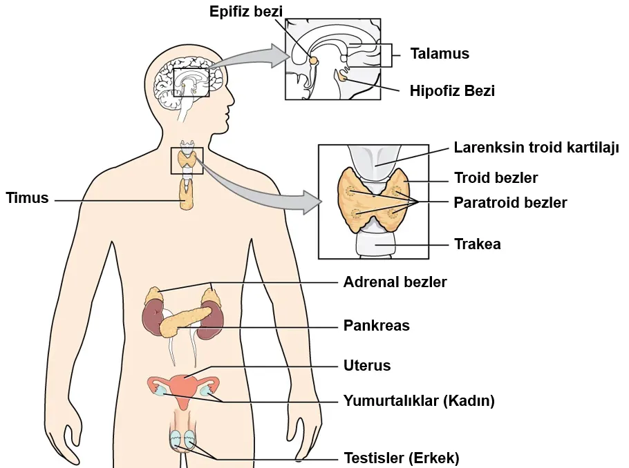 Adrenal Hormonu: Tetiklenmesi, Salınımı ve Engellenmesi