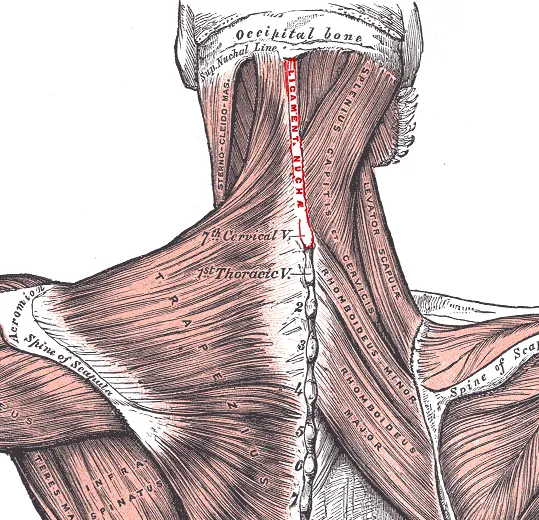 Denge ve Koordinasyon - Nuchal Ligament Görseli
