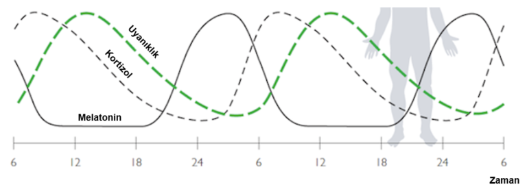 Egzersiz ve Uyku: Bilinmesi Gereken Temel Şeyler