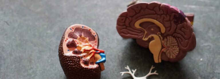 Egzersizin Beyin Üzerindeki Etkileri: Ağrı Hissi ve Tepkiler