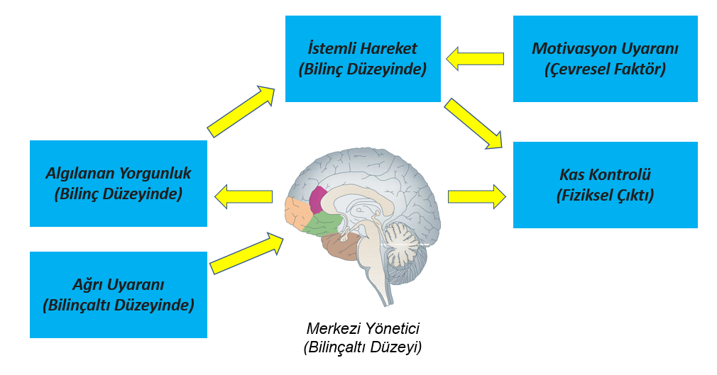 Egzersizin Beyin Üzerindeki Etkileri Ağrı Hissi ve Tepkileri - Santral Yönetici Modeli