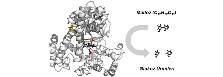 Enzim ve Egzersiz: Hücresel Faaliyetlerin Performansa Etkileri