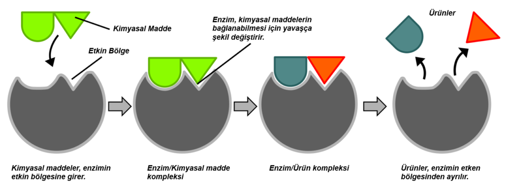 Enzimler: Kimyasal Süreçlerin Başlatılması ve Sürdürülmesi - Induced-fit hipotezi