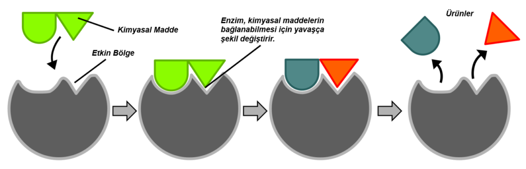 Enzimler - Kimyasal Süreçlerin Başlatılması ve Sürdürülmesi - Induced-fit hypothesis - Öne Çıkan Görsel