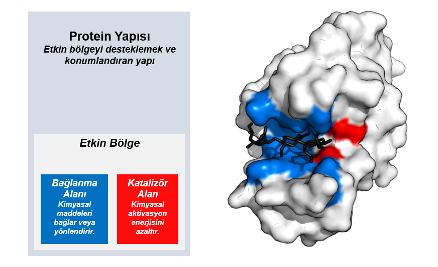 Enzimler: Kimyasal Süreçlerin Başlatılması ve Sürdürülmesi