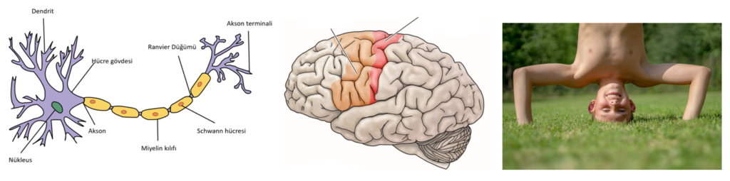 Hareket Kontrolü Sinir Sistemi Hareketi Nasıl Başlatıyor - Öne Çıkan Görsel