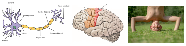 Hareket Kontrolü: Sinir Sisteminden Kaslara İletiler