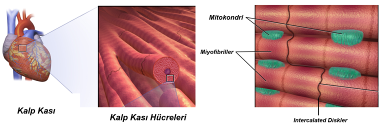 Kalp Kası: Yapısından Etkilerine Genel Bir Bakış