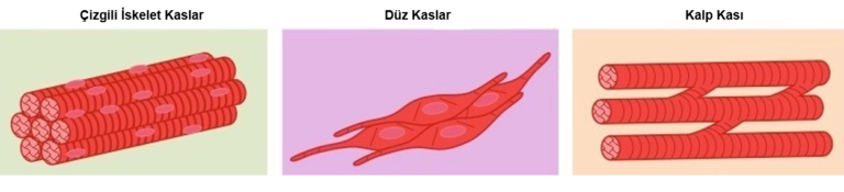 Kas Çeşitleri: Yapılarındaki Farklılıklar Nelerdir?