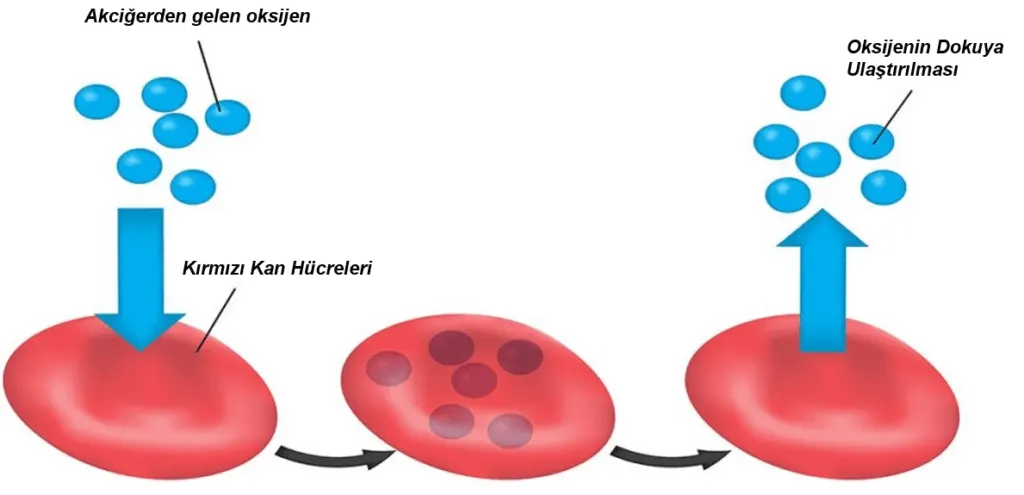 Kas Fibril Tipleri Oksijen Glikojen Miyoglobin ve Yorgunluk Oksijen