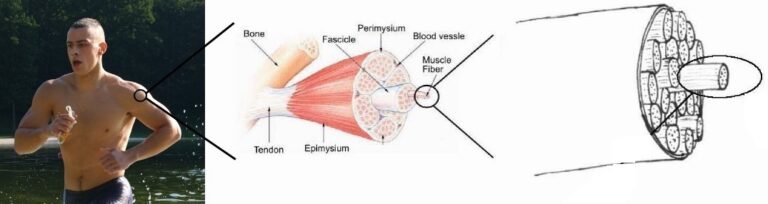 Kas Fibril Tipleri: Oksijen, Glikojen, Miyoglobin ve Yorgunluk