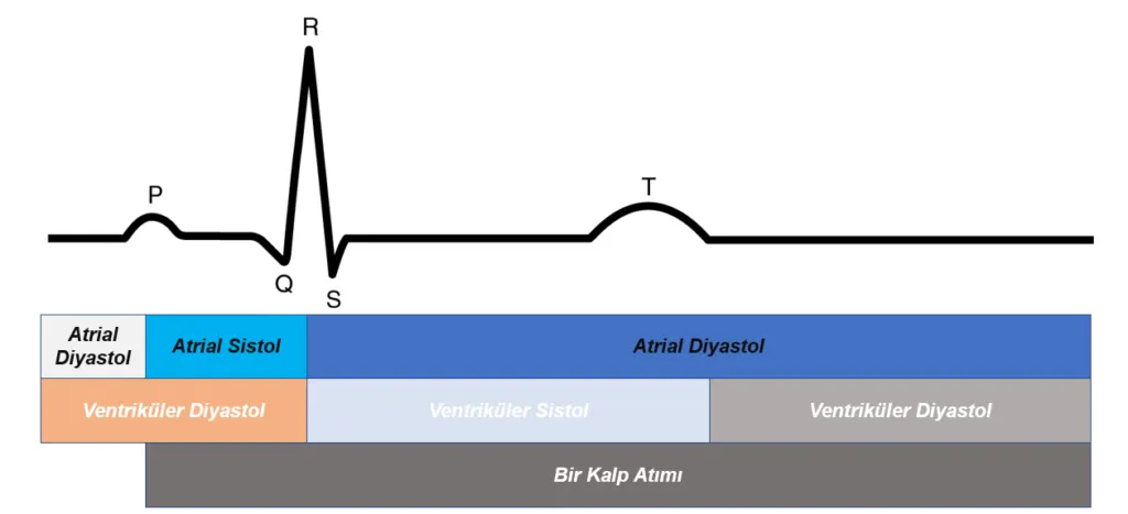 Nabız - Etkileri, Değerleri ve Antrenman Üzerindeki Etkileri - Bir Kalp Döngüsü