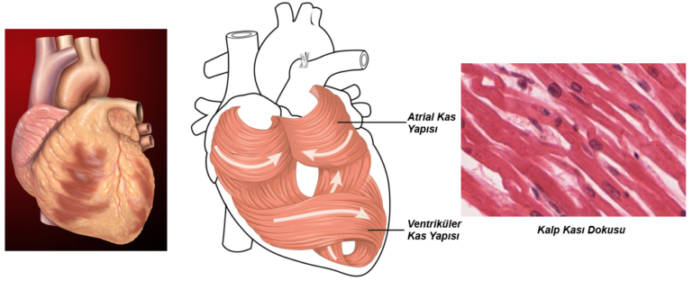 Nabız: Etkileri, Değerleri ve Antrenman Üzerindeki Etkileri