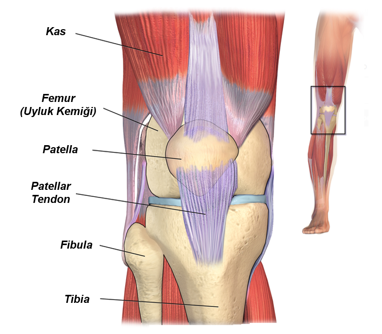 Patellofemoral Ağrı: Koşu Sporunda Norm Sakatlık