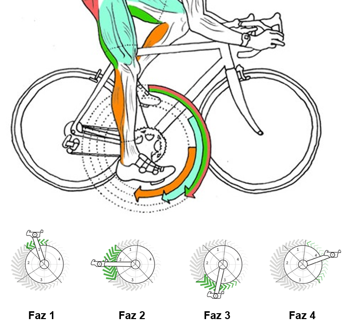 Performansı Engelleyen Faktörler: Sporcunun Zayıf Noktaları - Bisiklet Sporunda Pedal Tekniği