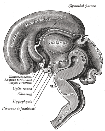 Testosteron Hormonu: Tetiklenmesi, Salınımı, Engellenmesi - Hipotalamus