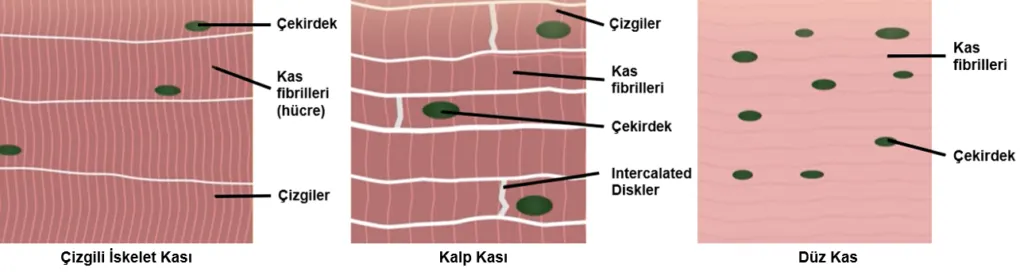 Kas Çeşitleri: Yapılarındaki Farklılıklar Neler?