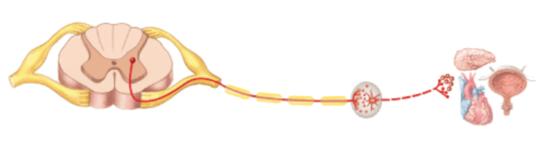 Otonom Sinir Sistemi ve Hormonal Fonksiyonlar