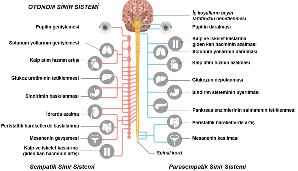 Otonom Sistem Fonksiyonlari 1
