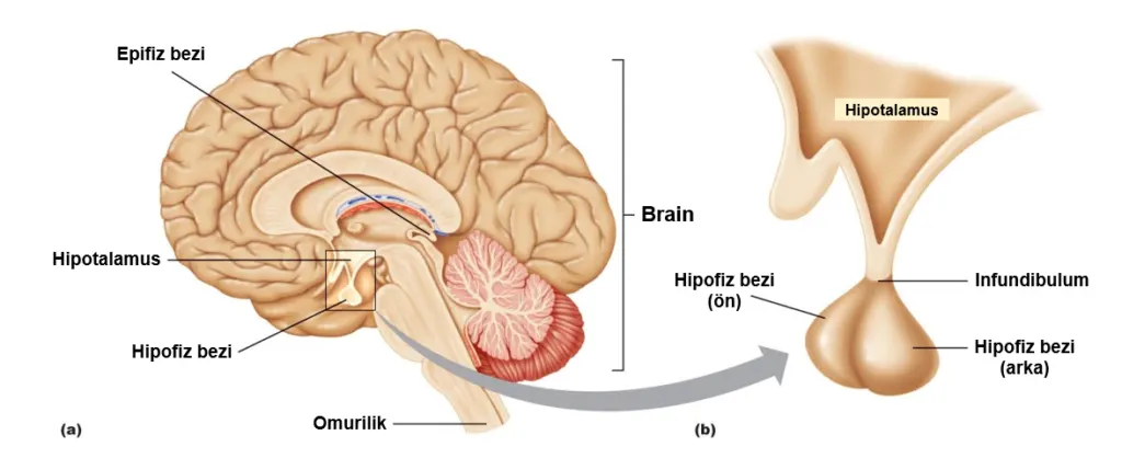 Tiroid Hormonu: Tetiklenmesi, Salınımı ve Engellenmesi - Hipotalamus ve Hipofiz Bezleri Arasındaki Bağlantı