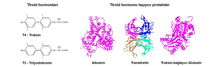 Tiroid Hormonu: Tetiklenmesi, Salınımı ve Engellenmesi