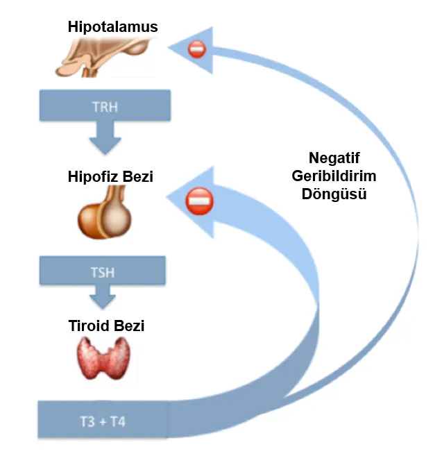Tiroid Hormonu - Tetiklenmesi, Salınımı ve Engellenmesi - Geribildirim Döngüsü