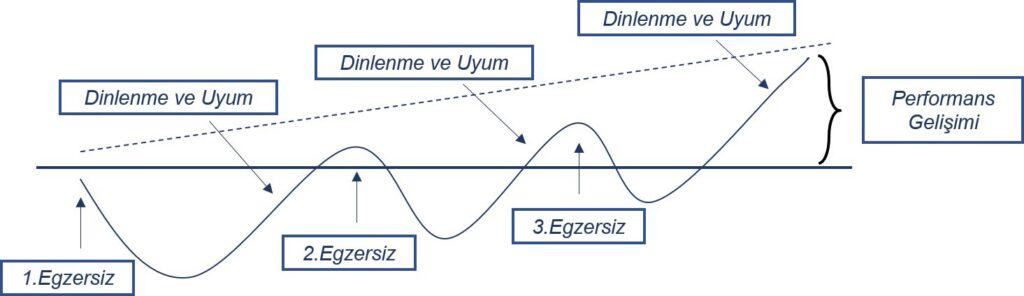 Uyum - Sporda Fizyolojik Adaptasyon ve Uyum Süreçleri