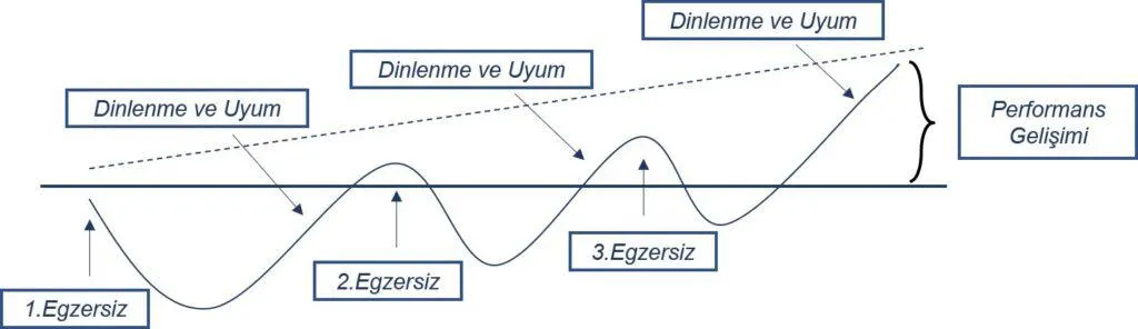 Uyum - Sporda Fizyolojik Adaptasyon ve Uyum Süreçleri