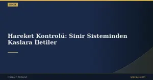 Hareket Kontrolü: Sinir Sisteminden Kaslara İletiler
