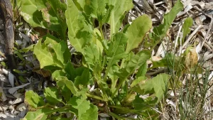 Beetroot and Nitrates — The Endurance Supplement That Actually Works