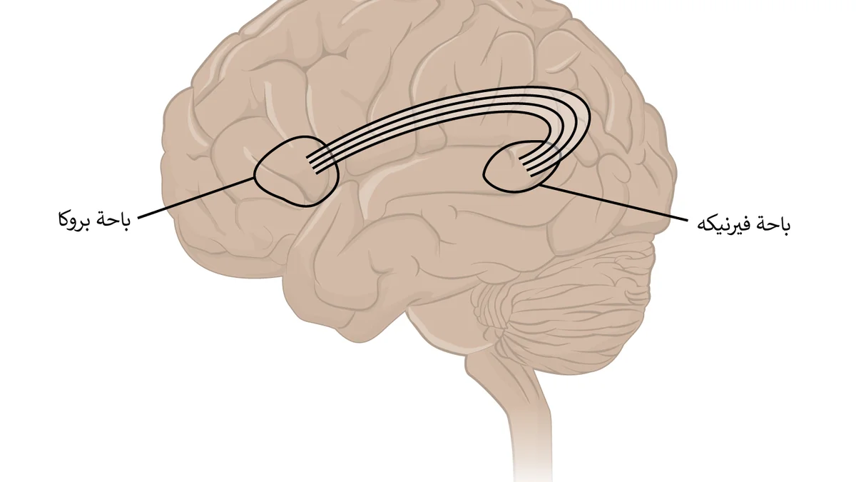The Psychology of Quitting: Why Athletes DNF