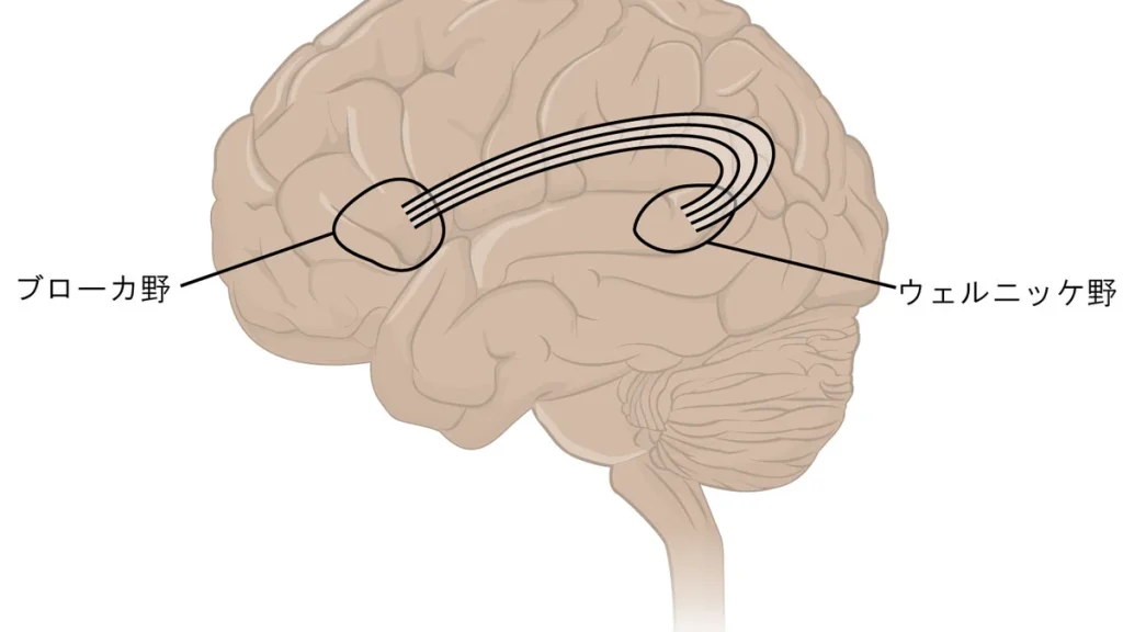 Mental Fatigue and Physical Performance: The Hidden Performance Killer