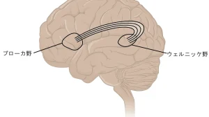 Mental Fatigue and Physical Performance: The Hidden Performance Killer