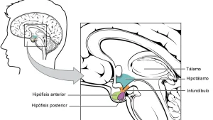 The Science of Choking Under Pressure in Sport