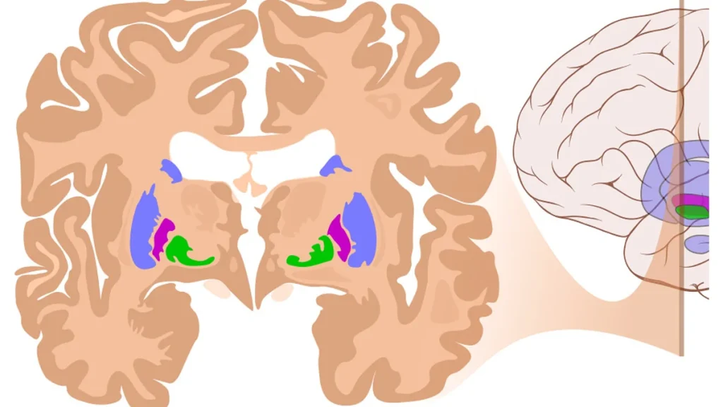 Flow State in Sport: The Neuroscience of Peak Performance