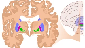 Flow State in Sport: The Neuroscience of Peak Performance