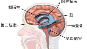 Choking Under Pressure: The Neuroscience of Falling Apart