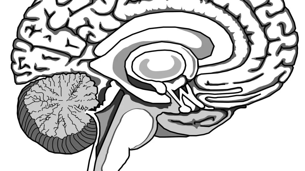 The Psychology of Elite Performance — What Separates Champions Mentally