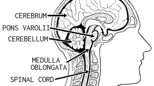 Concussion in Football — The Science Behind the Most Misunderstood Injury