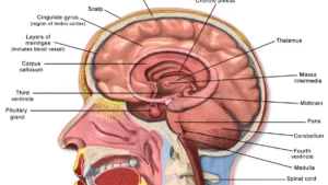 Pre-Match Routines — The Psychology and Physiology of Preparation