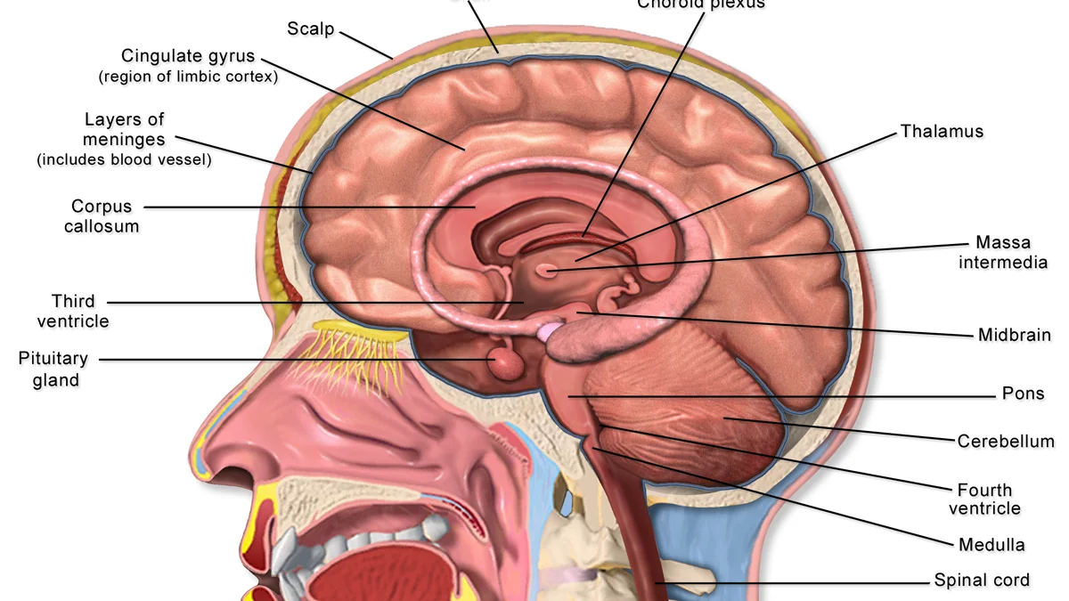 Pre-Match Routines — The Psychology and Physiology of Preparation