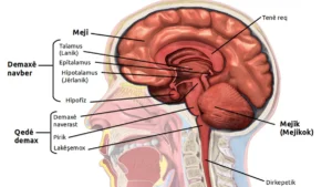 Cognitive Load and Dual-Task Performance — How Football Taxes the Brain