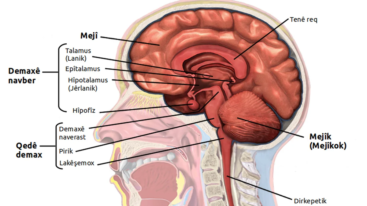 Cognitive Load and Dual-Task Performance — How Football Taxes the Brain