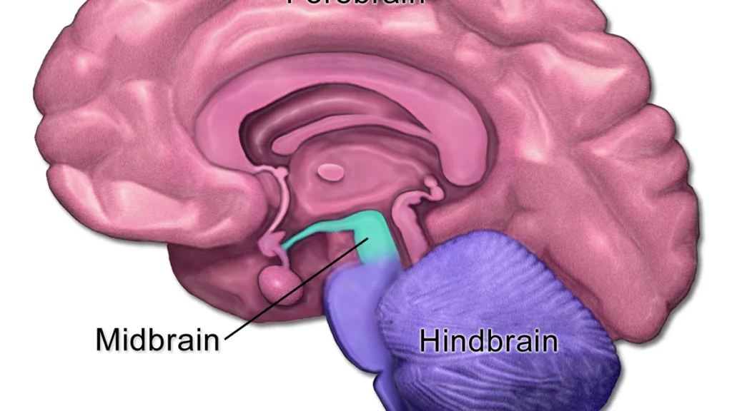 Mental Health in Football — The Hidden Performance Factor