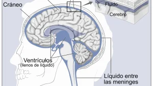Concussion in Football — Recognition, Management, and Long-Term Concerns