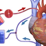 HRV Training: How Heart Rate Variability Guides Workouts